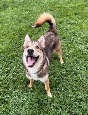 Chase, Young Male Siberian Husky