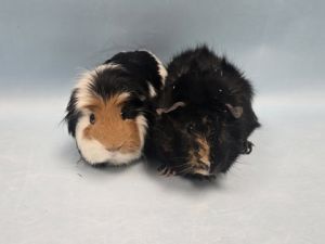 Toby, Adult Male Guinea Pig