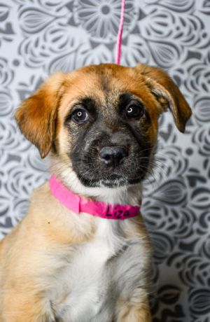 Liza, Baby Female German Shepherd Dog