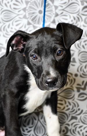 Sherlock, Baby Male German Shepherd Dog