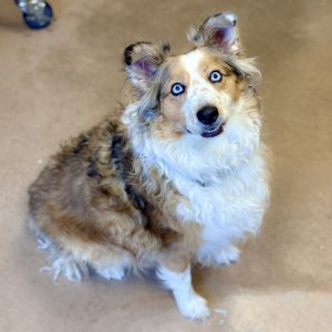INDIE, Adult Female Australian Shepherd