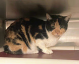 Humpback FIV+, Adult Female Domestic Short Hair