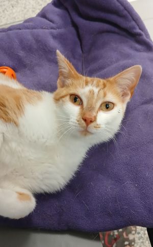 James, Baby Male Domestic Short Hair