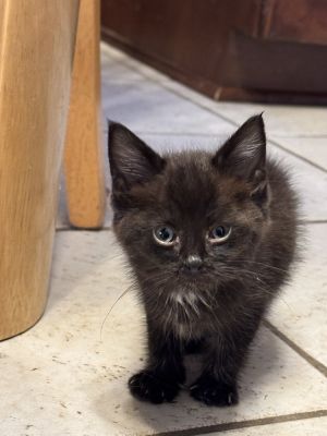 Bucky, Baby Male Domestic Short Hair
