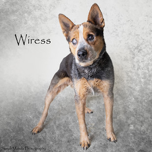 Wiress, Senior Female Australian Cattle Dog / Blue Heeler