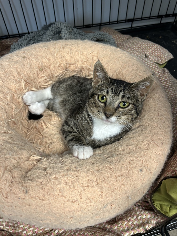 Mogwai, an adoptable Domestic Short Hair in Fort collins, CO, 80526 | Photo Image 1