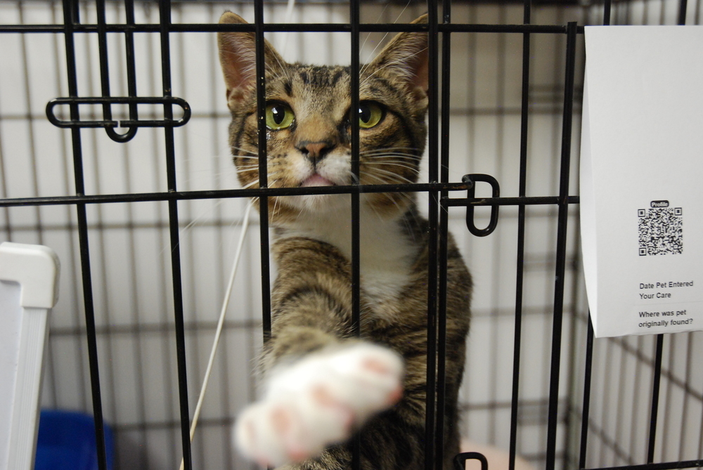 Mogwai, an adoptable Domestic Short Hair in Fort collins, CO, 80526 | Photo Image 2