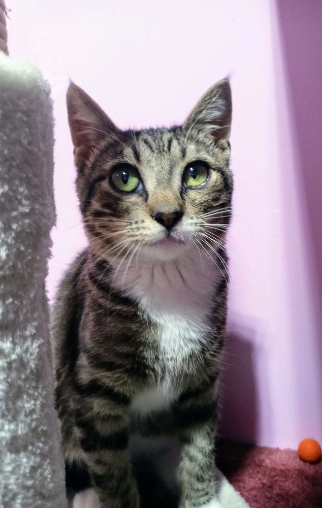 Mogwai, an adoptable Domestic Short Hair in Fort collins, CO, 80526 | Photo Image 3