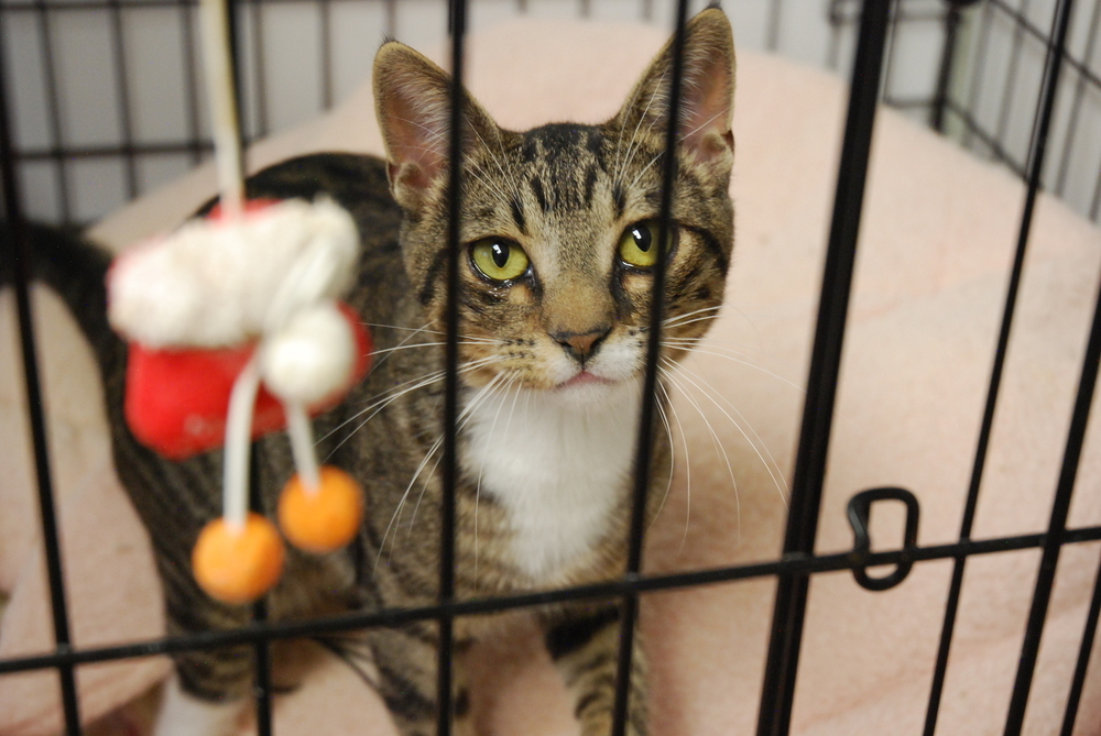 Mogwai, an adoptable Domestic Short Hair in Fort collins, CO, 80526 | Photo Image 4