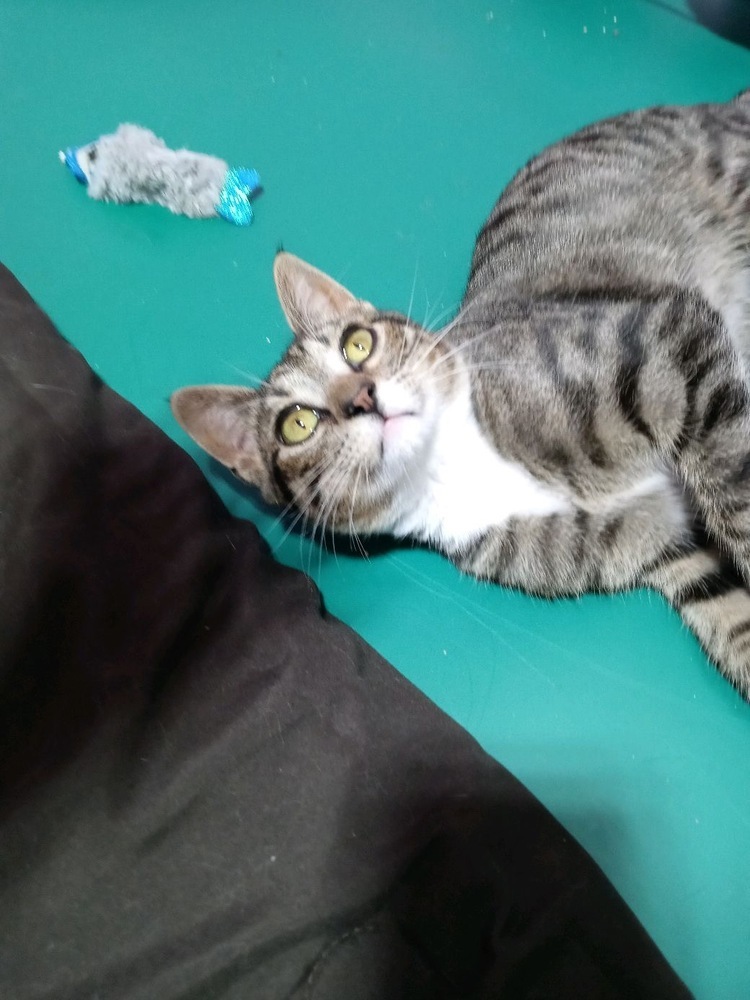 Mogwai, an adoptable Domestic Short Hair in Fort collins, CO, 80526 | Photo Image 5