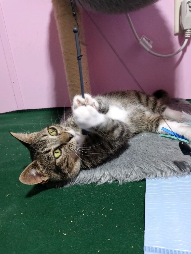 Mogwai, an adoptable Domestic Short Hair in Fort collins, CO, 80526 | Photo Image 6