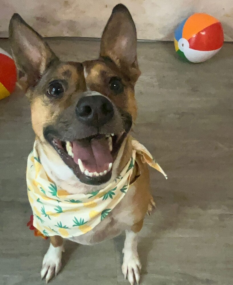 Gracie