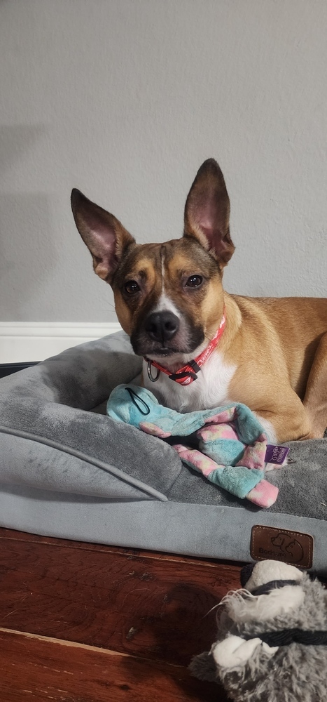 Gracie