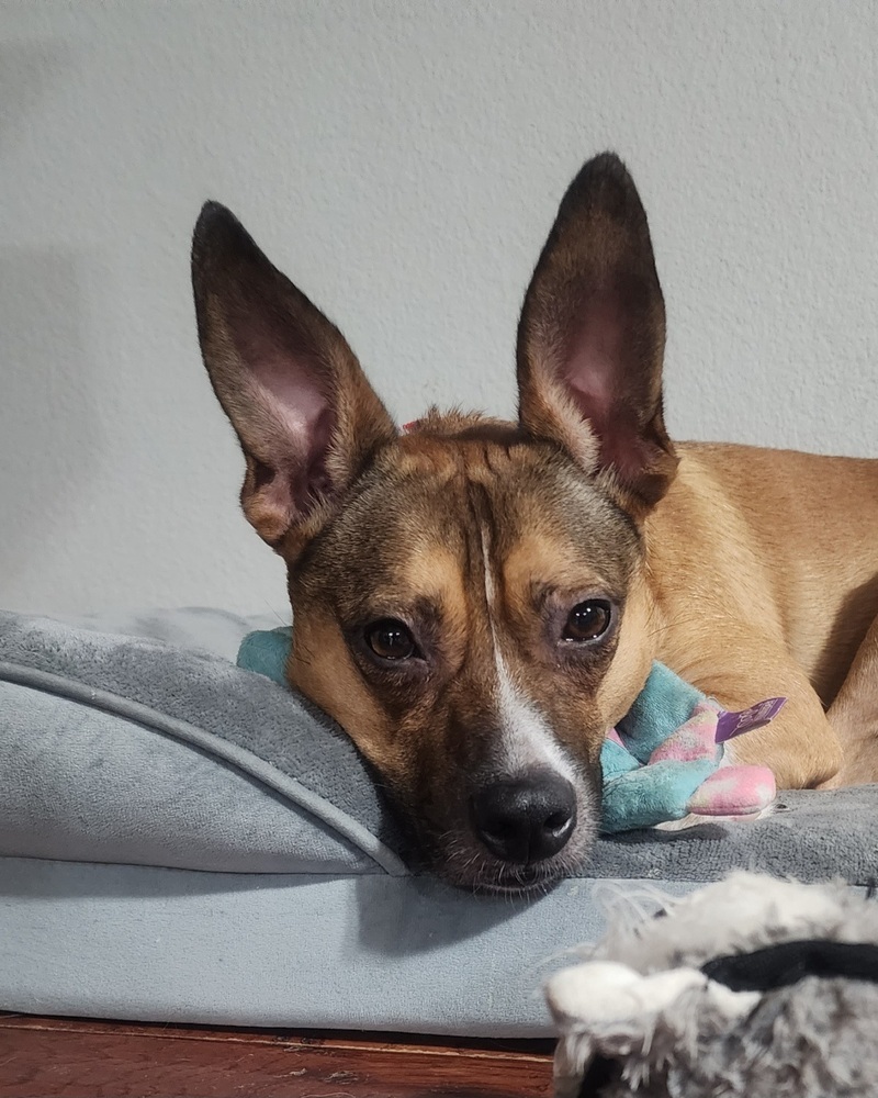Gracie