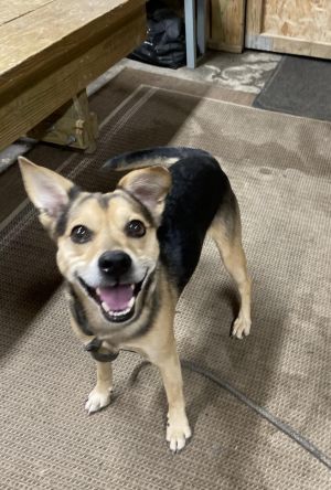 Maximus, Adult Male Beagle