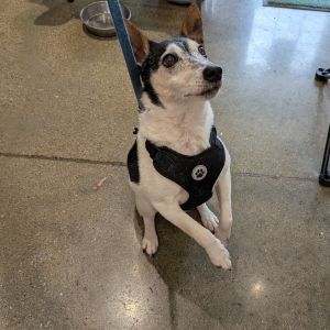 Dexter ***foster or adopt***, Senior Male Rat Terrier