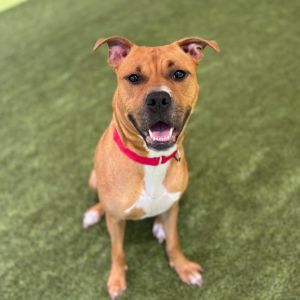 Chloe, Young Female Mixed Breed