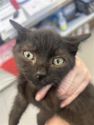 Hattie, Baby Female Domestic Short Hair