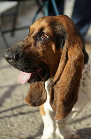 Gus, Adult Male unknown