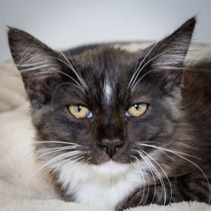 Jeanie, Baby Female Domestic Medium Hair