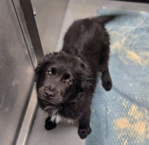 Pineapple Upside-down, Young Female Mixed Breed