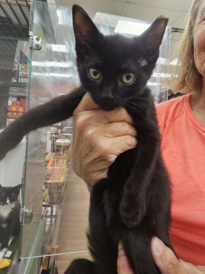 Dax, Baby Male Domestic Short Hair