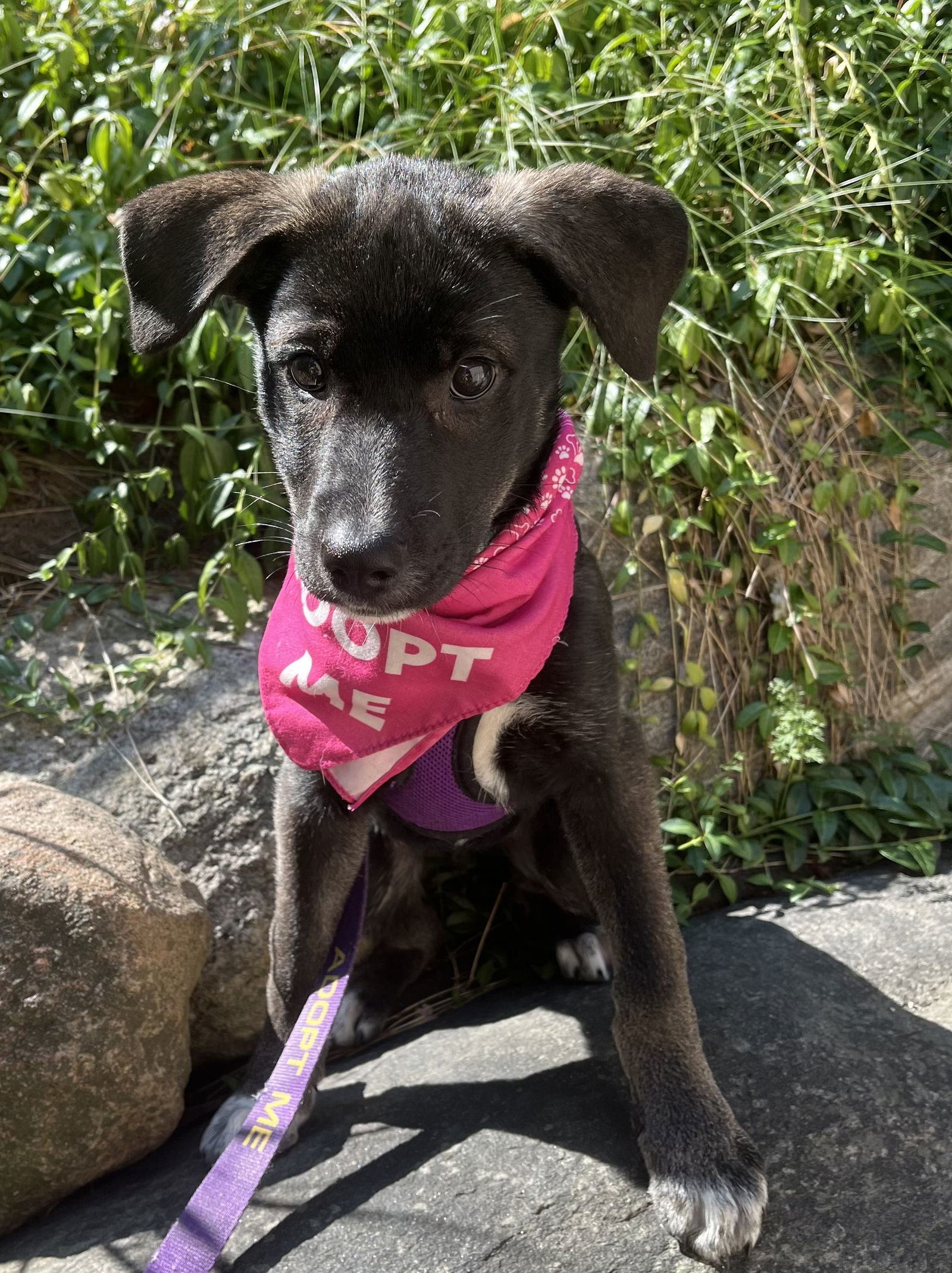 CHIVE, an adoptable Labrador Retriever in Minesing, ON, L9X 0C2 | Photo Image 2