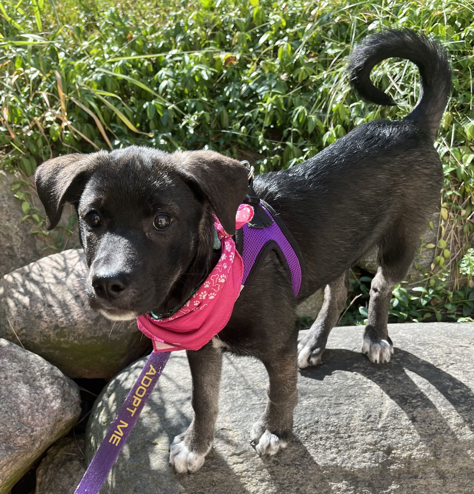 CHIVE, an adoptable Labrador Retriever in Minesing, ON, L9X 0C2 | Photo Image 3