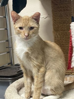 Aggie, Adult Female Tabby