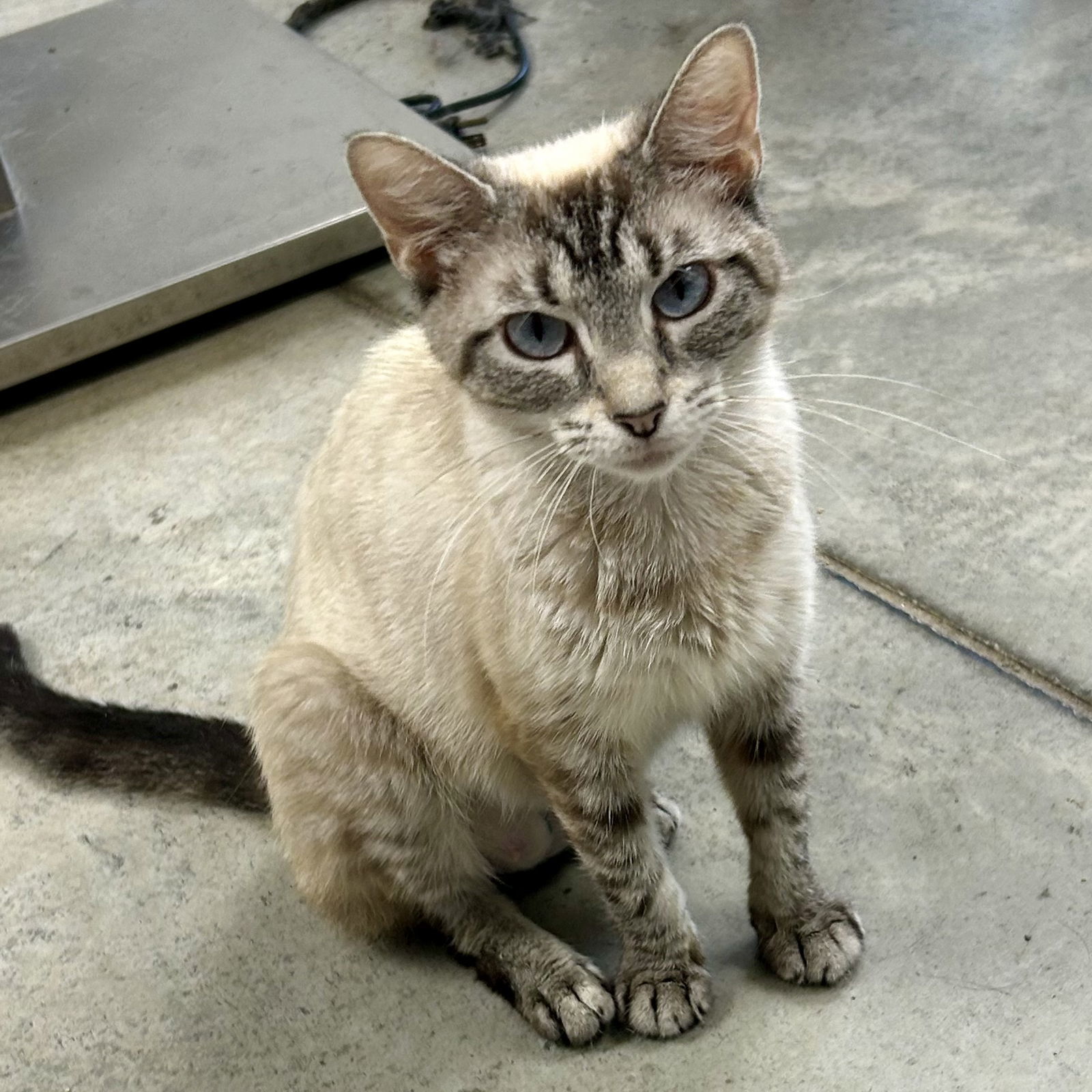 Snowbell