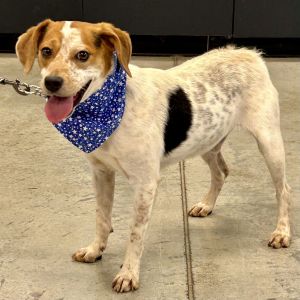 Lucas 2025, Young Male Beagle