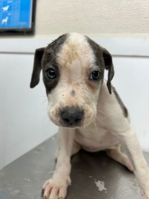 Cookies `n Cream, Baby Male Pit Bull Terrier