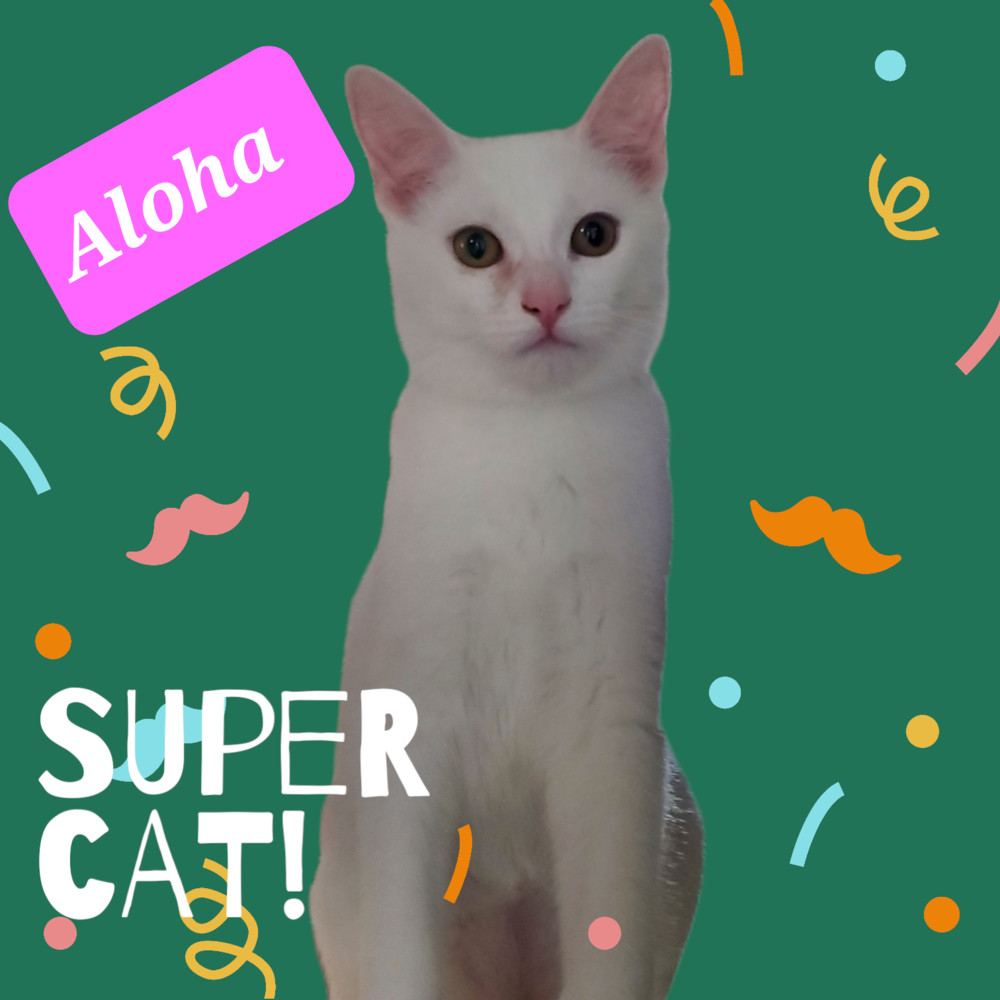 Aloha 7102