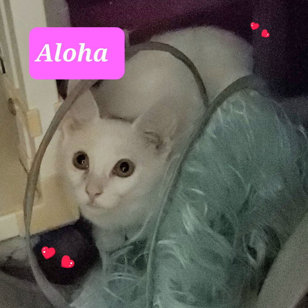 Aloha 7102
