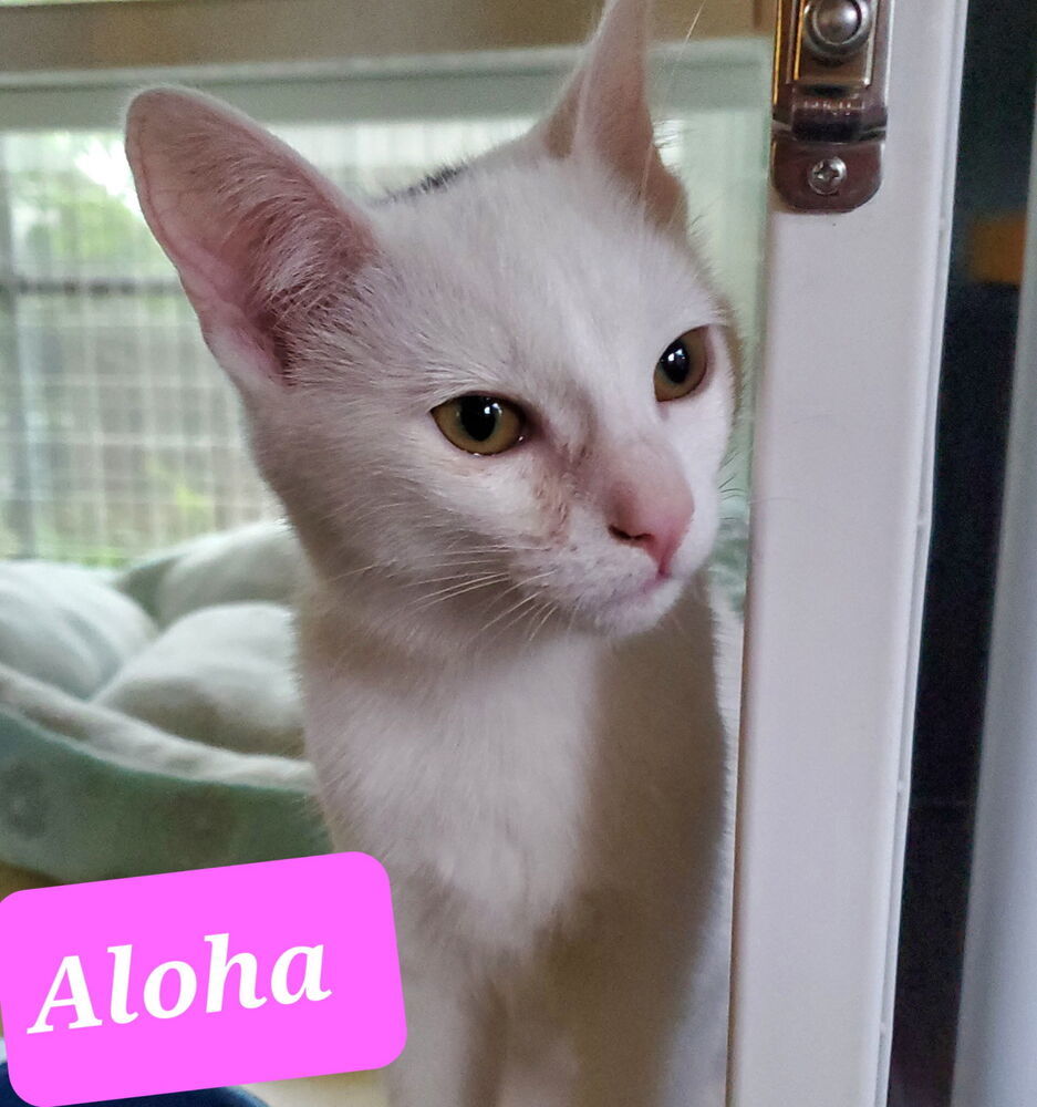 Aloha 7102