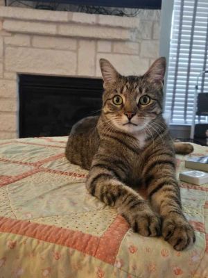 Andi 5299, Adult Male Domestic Short Hair