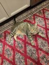 Andi 5299 photo 5