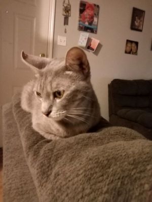 Gray Cloud 2224, Young Female Domestic Short Hair