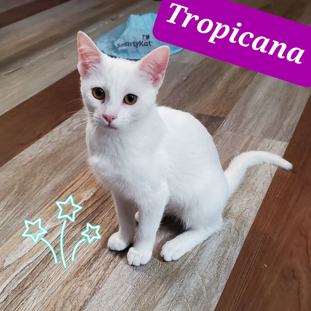 Tropicana 7099