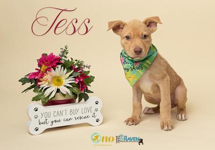 Tess