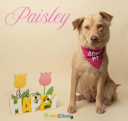 Paisley