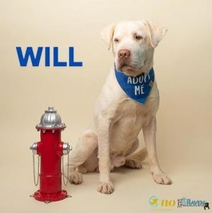 Will, Adult Male Labrador Retriever