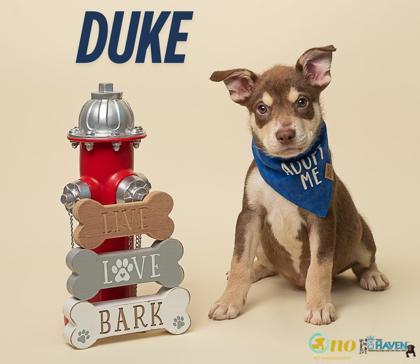 Duke
