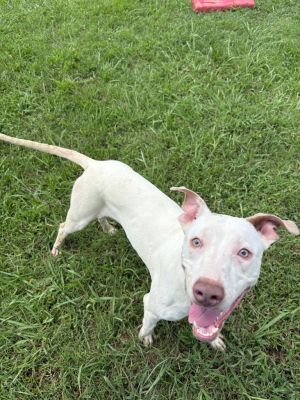 Remi, Young Male Terrier