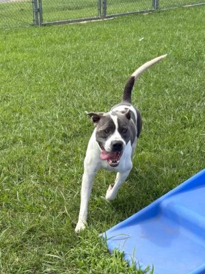 Roco, Adult Male Terrier