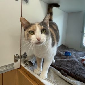 Sol, Adult Female Domestic Short Hair