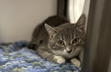 Bottle Rocket, an adoptable Domestic Short Hair in Gwinn, MI, 49841 | Photo Image 1