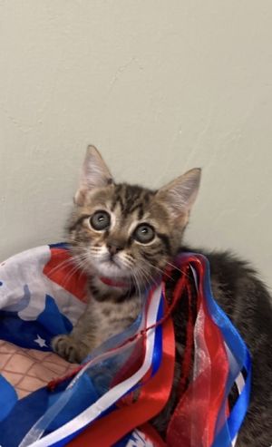 Chili, Baby Female Domestic Medium Hair