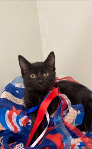 Spookie, Baby Female Domestic Short Hair