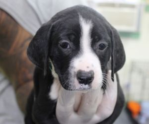 Samhain, Baby Female Terrier